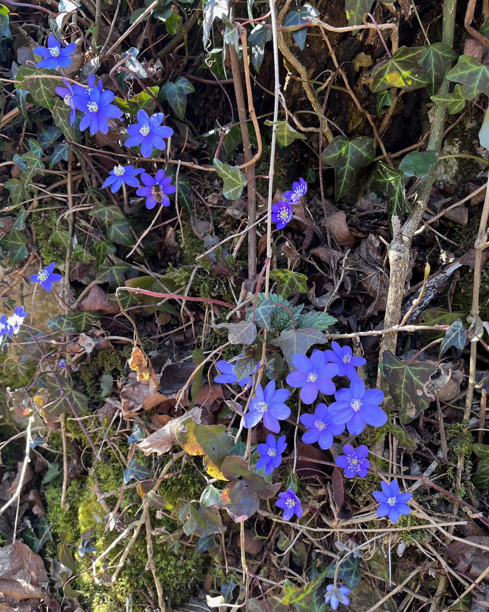 Leberblümchen - in achtsamer Verbundeheit, die Ganzheit erkennen - Tibetan Cranial Therapie